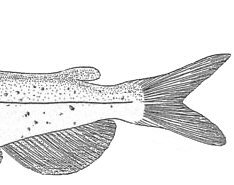 Ictalurus punctatus = showing rounded adipose fin