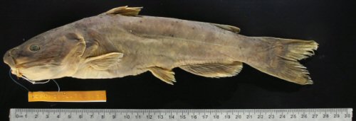Ictalurus nazas = Holotype-Ramos River, 1.12 km north of El Olote, Santiago Papasquiaro, Durango, Mexico, endorheic drainage Ramos River
