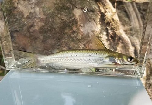 Ictalurus punctatus = Juvenile - From the Strong River Mississippi