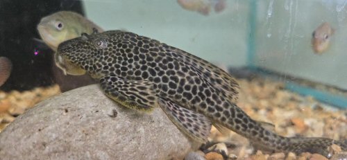 Isorineloricaria spinosissima