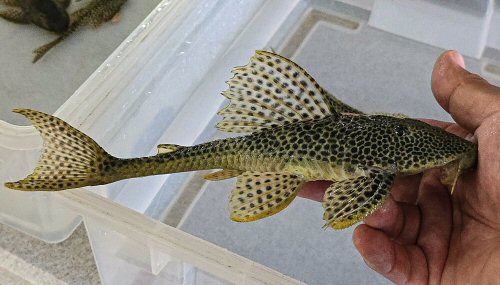 Isorineloricaria spinosissima