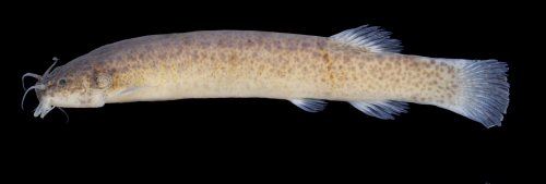 Ituglanis jussariensis = Holotype-lateral view-stream tributary to Rio São Roque drainage, Rio Piabanha basin