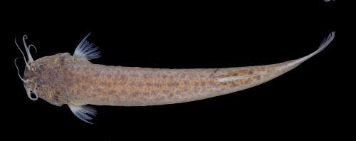 Ituglanis jussariensis = Holotype-dorsal view-stream tributary to Rio São Roque drainage, Rio Piabanha basin 