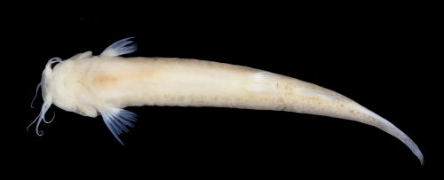 Ituglanis jussariensis = Holotype-ventral view-stream tributary to Rio São Roque drainage, Rio Piabanha basin 