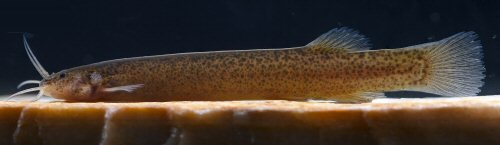 Ituglanis jussariensis = Live holotype