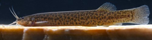 Ituglanis jussariensis = Live paratype