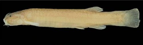 Ituglanis mambai = Holotype-Lapa do Sumidouro Cave, Posse, Goiás, Brazil