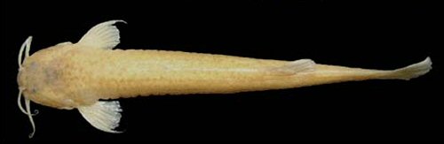 Ituglanis mambai = Dorsal view-holotype-Lapa do Sumidouro Cave, Posse, Goiás, Brazil