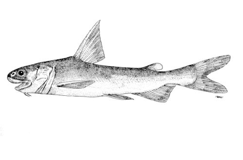 Ketengus typus = line drawing