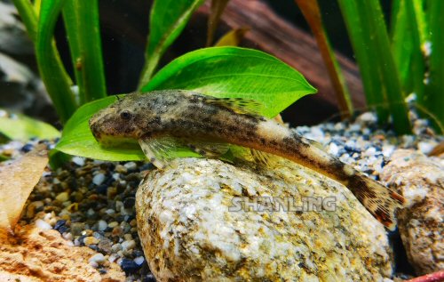 Kronichthys heylandi