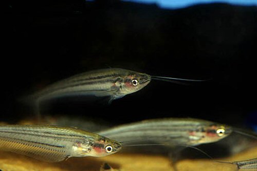 Kryptopterus macrocephalus