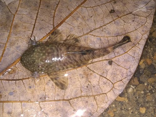 Lasiancistrus caucanus = Dorsal view-El Carmen de Chucurí, Santander, Colombia