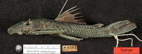 Lasiancistrus guacharote = Syntype-lateral view