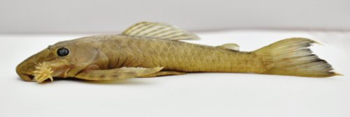 Lasiancistrus ruitoquensis = Holotype-lateral view-La Ruitoca stream in the municipality of Floridablanca, Department of Santander, eastern Colombia