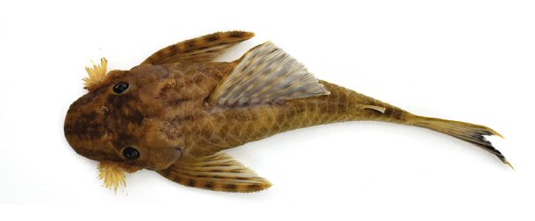 Lasiancistrus ruitoquensis = Holotype-dorsal view-La Ruitoca stream in the municipality of Floridablanca, Department of Santander, eastern Colombia