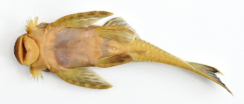 Lasiancistrus ruitoquensis = Holotype-ventral view-La Ruitoca stream in the municipality of Floridablanca, Department of Santander, eastern Colombia