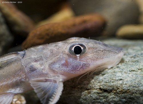 Leptodoras cf. cataniai 'Nanay Form'