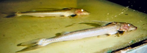 Leptodoras juruensis