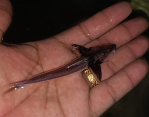 Leptodoras myersi = dorsal view