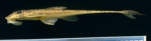 Limatulichthys griseus = Mapari River, Guyana