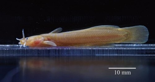 Liobagrus chengduensis = holotype in life