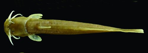 Liobagrus chengduensis = Dorsal view-paratype