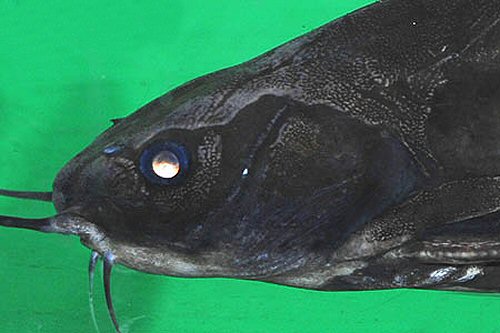 Lithodoras dorsalis = head view