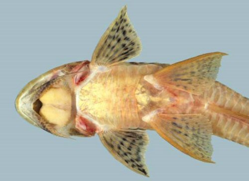 Loricariichthys maculatus = ventral view