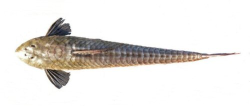 Loricariichthys melanocheilus = dorsal view