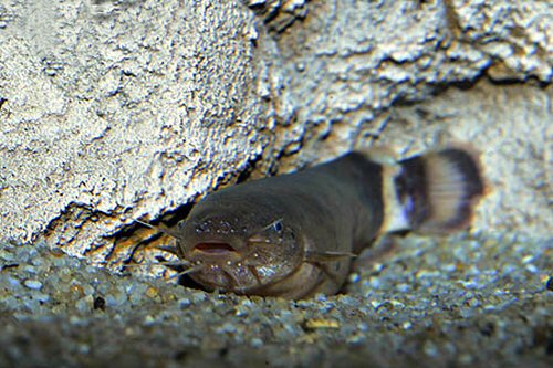 Malapterurus electricus 