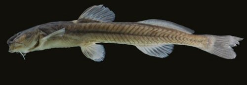 Magdalenichthys lundbergi = Holotype-Colombia, Quindío, Armenia, río Verde, tributary of río Quindío, río La Vieja drainage, Cauca River sub-basin