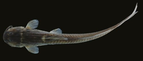 Magdalenichthys lundbergi = Dorsal view-holotype-Colombia, Quindío, Armenia, río Verde, tributary of río Quindío, río La Vieja drainage, Cauca River sub-basin