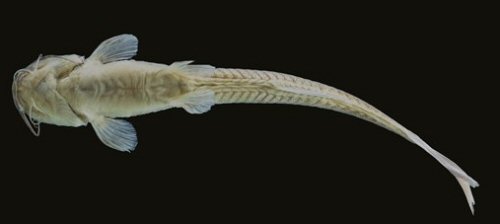 Magdalenichthys lundbergi = Ventral view-holotype-Colombia, Quindío, Armenia, río Verde, tributary of río Quindío, río La Vieja drainage, Cauca River sub-basin