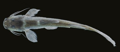 Magdalenichthys mompox = Dorsal view-holotype-Colombia, Antioquia, Cáceres, Cauca River
