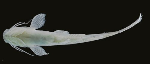 Magdalenichthys mompox = Ventral view-holotype-Colombia, Antioquia, Cáceres, Cauca River