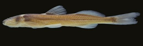 Magdalenichthys poira = Holotype-Colombia, Tolima, Chaparral, R ío Guanábano, Río Saldaña drainage, Magdalena River