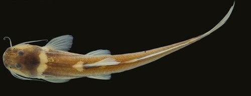 Magdalenichthys poira = Dorsal view-holotype-Colombia, Tolima, Chaparral, Río Guanábano, Río Saldaña drainage, Magdalena River