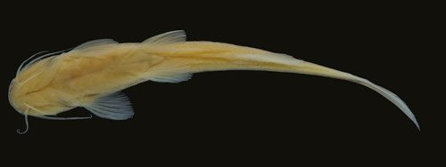 Magdalenichthys poira = Ventral view-holotype-Colombia, Tolima, Chaparral, Río Guanábano, Río Saldaña drainage, Magdalena River
