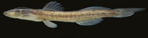 Magdalenichthys yariguies = Holotype-Colombia, Santander, El Carmen de Chucurí, quebrada La Concordia, Río La Colorada drainage