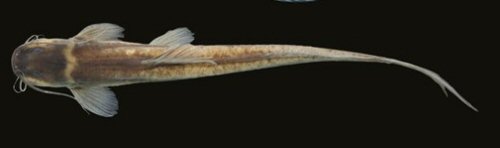 Magdalenichthys yariguies = Dorsal view-holotype-Colombia, Santander, El Carmen de Chucurí, quebrada La Concordia, Río La Colorada drainage