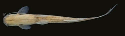 Magdalenichthys yariguies = Ventral view-holotype-Colombia, Santander, El Carmen de Chucurí, quebrada La Concordia, Río La Colorada drainage