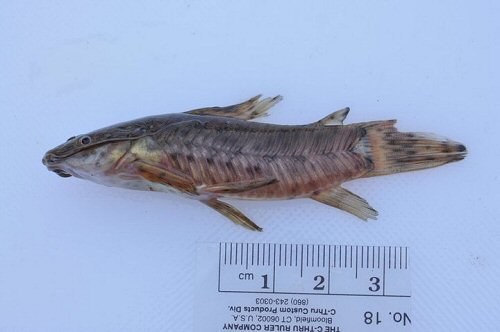 Megalechis thoracata = from the Cuyuni River, Guyana