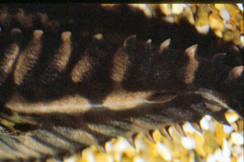The lateral scutes increasing to size towards the caudal fin