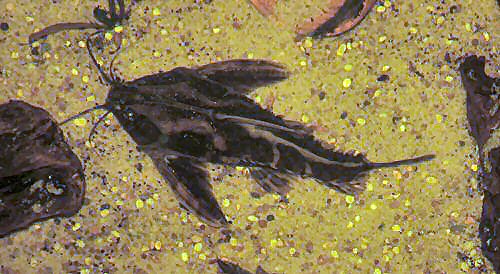 Megalodoras uranoscopus = In Tropical Pond