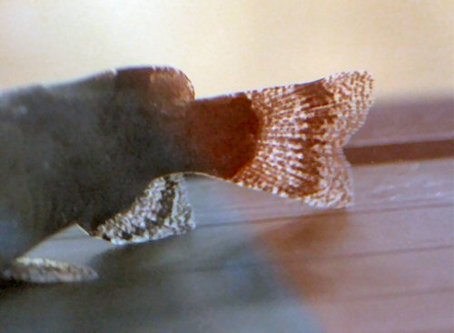 Microglanis cottoides - caudal fin view