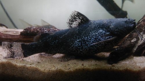 Microglanis malabarbai = Yapeyú Corrientes, Argentina 