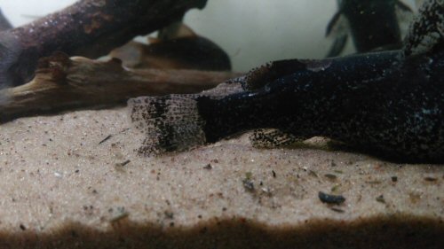 Microglanis malabarbai = caudal view-Yapeyú Corrientes, Argentina 