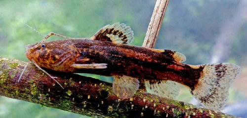 Microglanis nigrolineatus