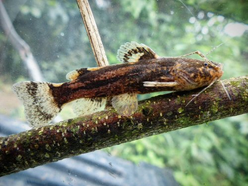 Microglanis nigrolineatus