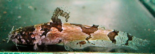 Microglanis oliveirai 